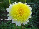 георгина пасодобль